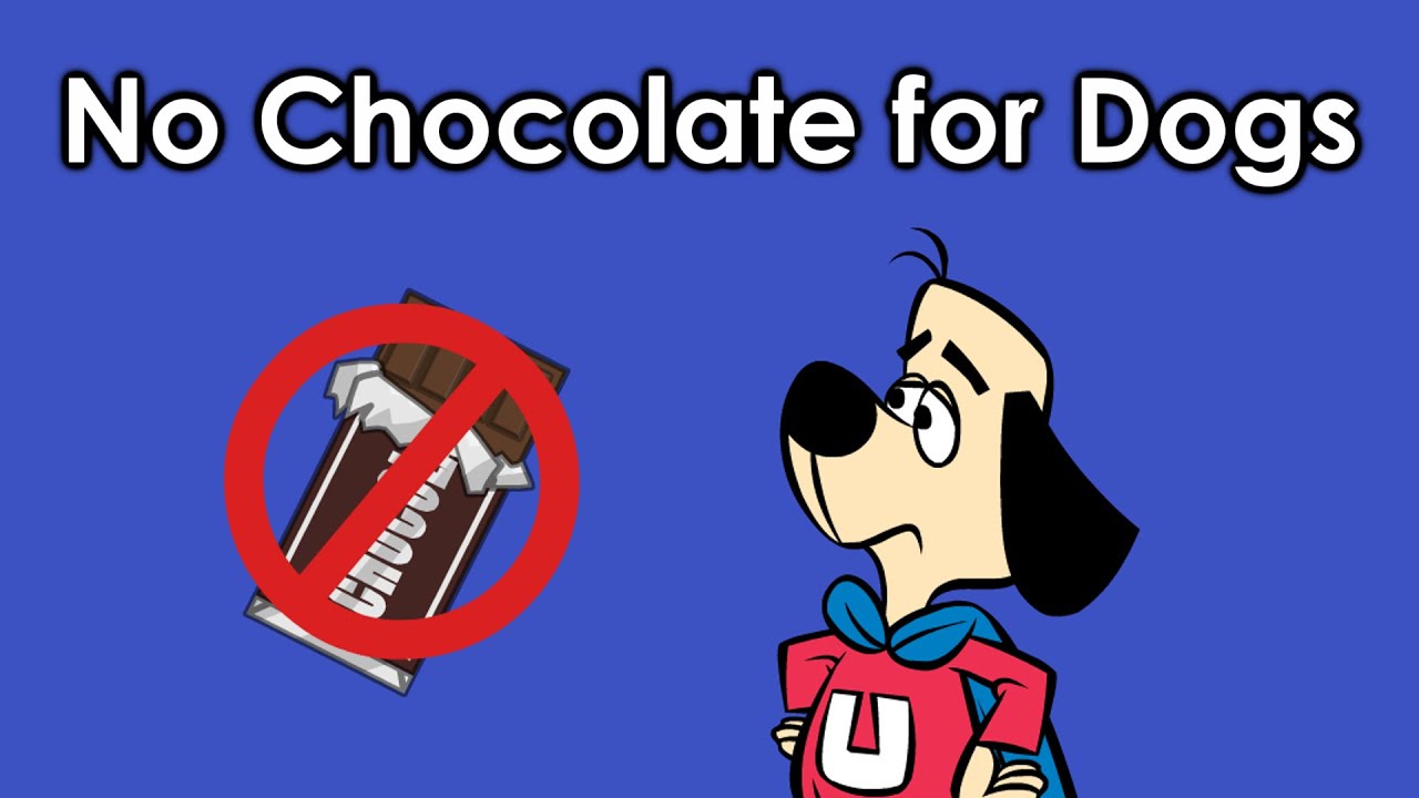 No Chocolate for Dogs